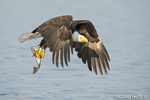 wildlife;bald-eagle;Haliaeetus-leucocephalus;eagle;raptor;bird-of-prey;fish;Lakes-Region;NH;D4