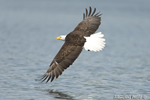 wildlife;bald-eagle;Haliaeetus-leucocephalus;eagle;raptor;bird-of-prey;Lakes-Region;NH;D4