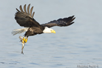 wildlife;bald-eagle;Haliaeetus-leucocephalus;eagle;raptor;bird-of-prey;fish;Lakes-Region;NH;D4