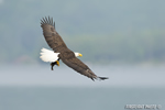 wildlife;bald-eagle;Haliaeetus-leucocephalus;eagle;raptor;bird-of-prey;fish;Lakes-Region;NH;D4