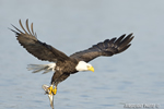 wildlife;bald-eagle;Haliaeetus-leucocephalus;eagle;raptor;bird-of-prey;fish;Lakes-Region;NH;D4