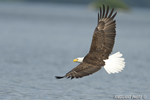 wildlife;bald-eagle;Haliaeetus-leucocephalus;eagle;raptor;bird-of-prey;Lakes-Region;NH;D4