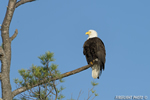 wildlife;bald-eagle;Haliaeetus-leucocephalus;eagle;raptor;bird-of-prey;tree;Lakes-Region;NH;D4
