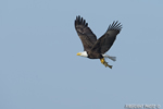 wildlife;bald-eagle;Haliaeetus-leucocephalus;eagle;raptor;bird-of-prey;fish;Lakes-Region;NH;D4