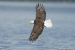 wildlife;bald-eagle;Haliaeetus-leucocephalus;eagle;raptor;bird-of-prey;water;Lakes-Region;NH;D4