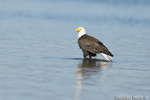 wildlife;bald-eagle;Haliaeetus-leucocephalus;eagle;raptor;bird-of-prey;water;rock;Lakes-Region;NH;D4