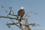 wildlife;bald-eagle;Haliaeetus-leucocephalus;eagle;raptor;bird-of-prey;dead-tree;Lakes-Region;NH;D3X