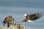 wildlife;bald-eagle;Haliaeetus-leucocephalus;eagle;raptor;bird-of-prey;eaglets;chicks;Lakes-Region;NH;D4