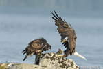 wildlife;bald-eagle;Haliaeetus-leucocephalus;eagle;raptor;bird-of-prey;eaglets;rocks;Lakes-Region;NH;D4