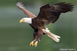 wildlife;bald-eagle;Haliaeetus-leucocephalus;eagle;raptor;bird-of-prey;Lakes-Region;NH;D4