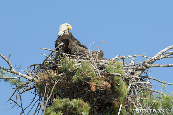 wildlife;bald eagle;Haliaeetus leucocephalus;eagle;raptor;bird of prey;eaglets;chicks;Lakes Region;NH;D4