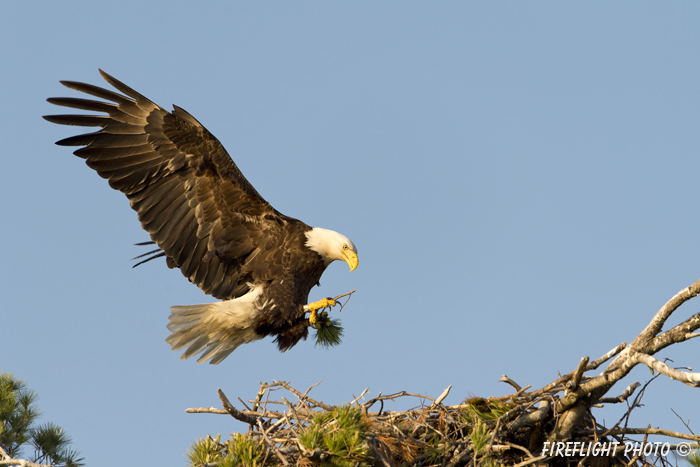 wildlife;bald eagle;Haliaeetus leucocephalus;eagle;raptor;bird of prey;sunset;nest;Lakes Region;NH;D4