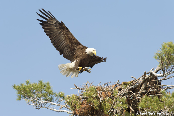 wildlife;bald eagle;Haliaeetus leucocephalus;eagle;raptor;bird of prey;fish;nest;Lakes Region;NH;D4