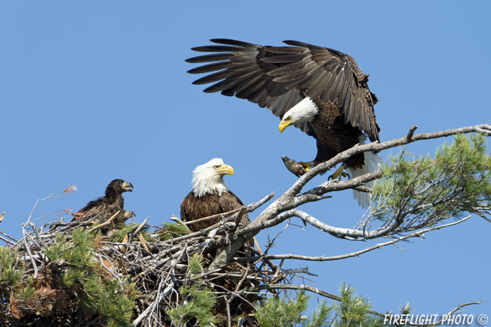 wildlife;bald eagle;Haliaeetus leucocephalus;eagle;raptor;bird of prey;eaglets;chicks;fish;Lakes Region;NH;D4