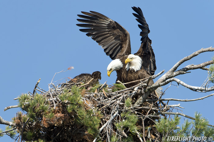wildlife;bald eagle;Haliaeetus leucocephalus;eagle;raptor;bird of prey;eaglet;chick;nest;Lakes Region;NH;D4