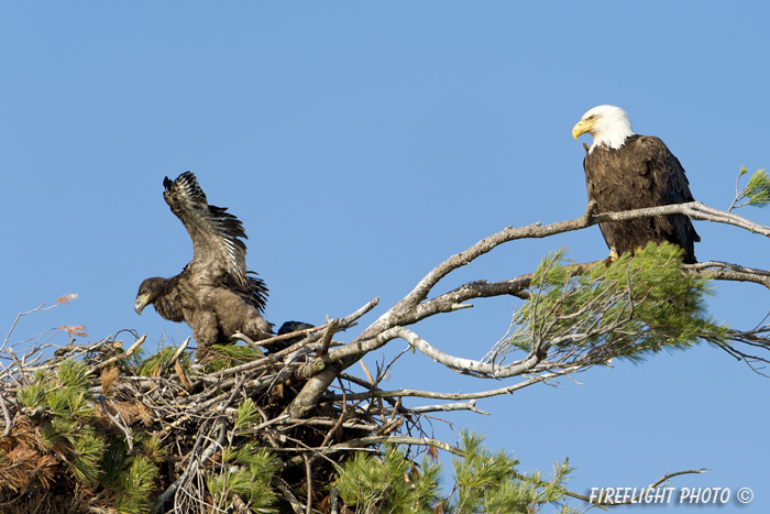 wildlife;bald eagle;Haliaeetus leucocephalus;eagle;raptor;bird of prey;eaglet;chick;nest;Lakes Region;NH;D4