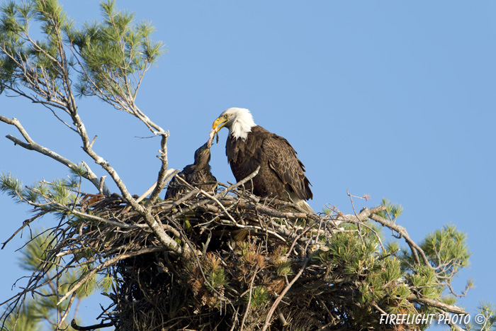 wildlife;bald eagle;Haliaeetus leucocephalus;eagle;raptor;bird of prey;eaglets;chicks;Lakes Region;NH;D4