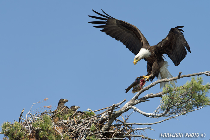 wildlife;bald eagle;Haliaeetus leucocephalus;eagle;raptor;bird of prey;eaglets;chicks;fish;nest;Lakes Region;NH;D4