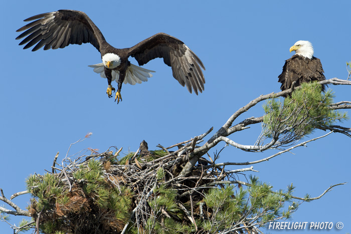 wildlife;bald eagle;Haliaeetus leucocephalus;eagle;raptor;bird of prey;eaglets;chicks;Lakes Region;NH;D4