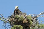 wildlife;bald-eagle;Haliaeetus-leucocephalus;eagle;raptor;bird-of-prey;eaglets;chicks;Lakes-Region;NH;D4