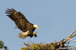 wildlife;bald-eagle;Haliaeetus-leucocephalus;eagle;raptor;bird-of-prey;sunset;nest;Lakes-Region;NH;D4