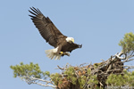 wildlife;bald-eagle;Haliaeetus-leucocephalus;eagle;raptor;bird-of-prey;fish;nest;Lakes-Region;NH;D4