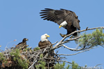 wildlife;bald-eagle;Haliaeetus-leucocephalus;eagle;raptor;bird-of-prey;eaglets;chicks;fish;Lakes-Region;NH;D4