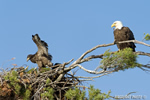 wildlife;bald-eagle;Haliaeetus-leucocephalus;eagle;raptor;bird-of-prey;eaglet;chick;nest;Lakes-Region;NH;D4