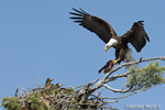 wildlife;bald-eagle;Haliaeetus-leucocephalus;eagle;raptor;bird-of-prey;eaglets;chicks;fish;nest;Lakes-Region;NH;D4