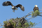 wildlife;bald-eagle;Haliaeetus-leucocephalus;eagle;raptor;bird-of-prey;eaglets;chicks;Lakes-Region;NH;D4