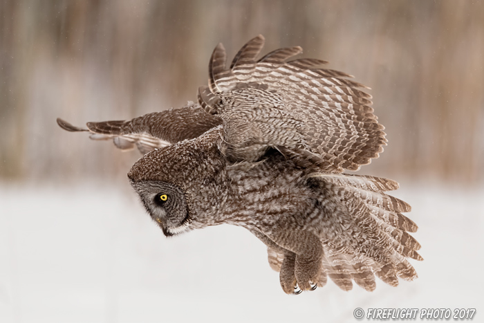 wildlife;raptor;owl;gray;grey;Strix nebulosa;grass;snow;Canada;D5;2017