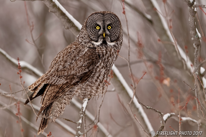 wildlife;raptor;owl;gray;grey;Strix nebulosa;tree;snow;Canada;D5;2017