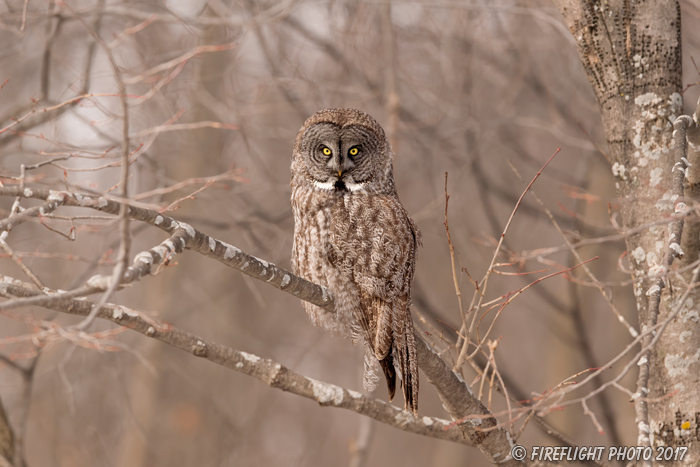 wildlife;raptor;owl;gray;grey;Strix nebulosa;grass;snow;Canada;D5;2017