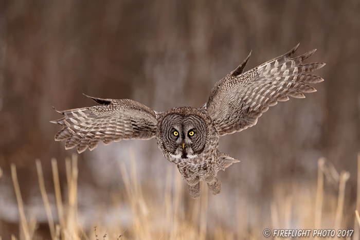 wildlife;raptor;owl;gray;grey;Strix nebulosa;grass;snow;Canada;D5;2017