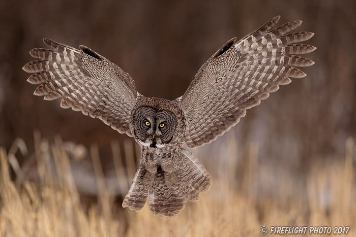 wildlife;raptor;owl;gray;grey;Strix nebulosa;grass;snow;angel wing;Canada;D5;2017