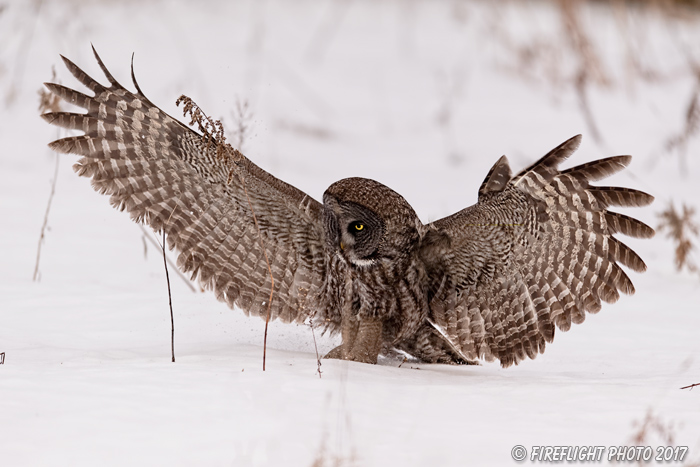 wildlife;raptor;owl;gray;grey;Strix nebulosa;grass;snow;Canada;D5;2017