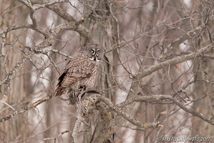 wildlife;raptor;owl;gray;grey;Strix nebulosa;tree;snow;Canada;D5;2017