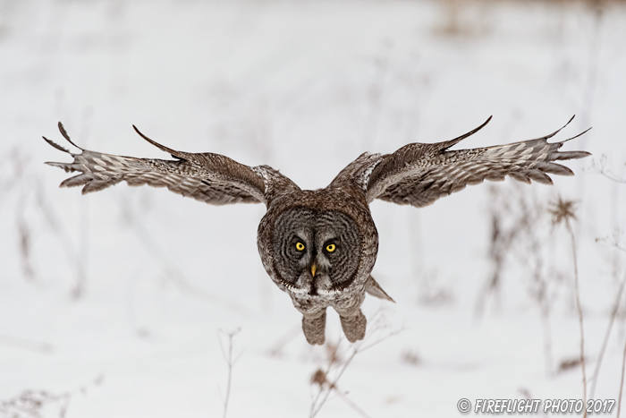 wildlife;raptor;owl;gray;grey;Strix nebulosa;grass;snow;Canada;D5;2017