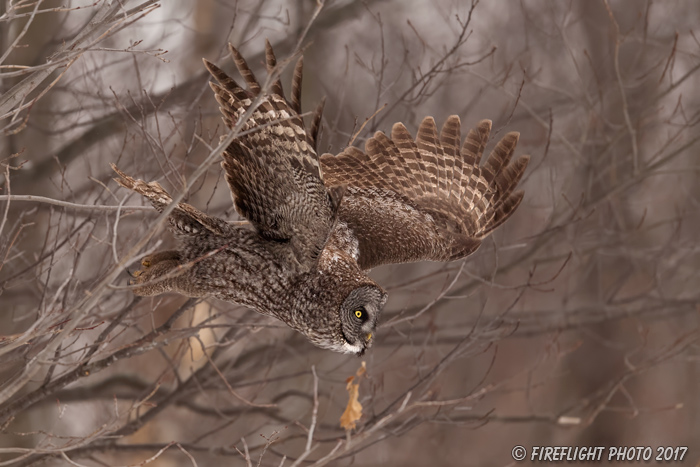 wildlife;raptor;owl;gray;grey;Strix nebulosa;trees;flight;Canada;D5;2017