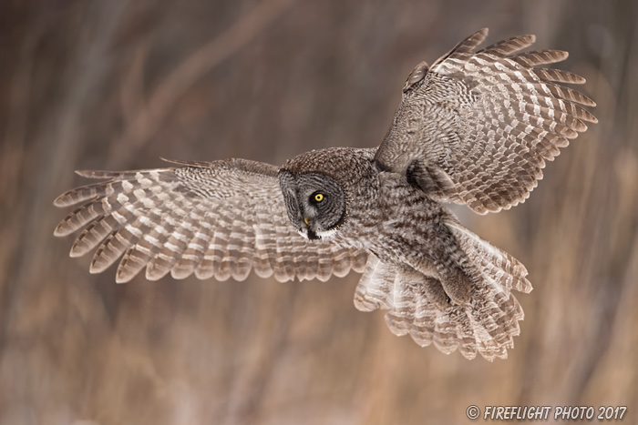 wildlife;raptor;owl;gray;grey;Strix nebulosa;grass;angel wings;Canada;D5;2017