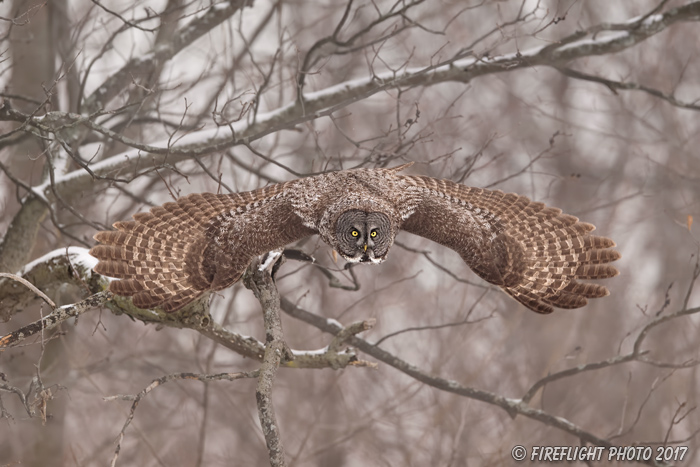 wildlife;raptor;owl;gray;grey;Strix nebulosa;trees;snow;Canada;D5;2017