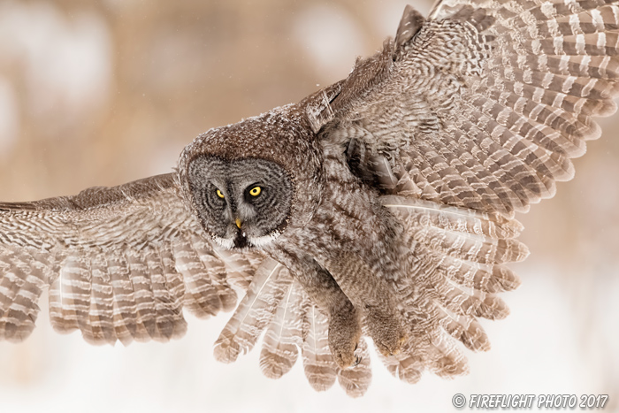 wildlife;raptor;owl;gray;grey;Strix nebulosa;close-up;snow;Canada;D5;2017