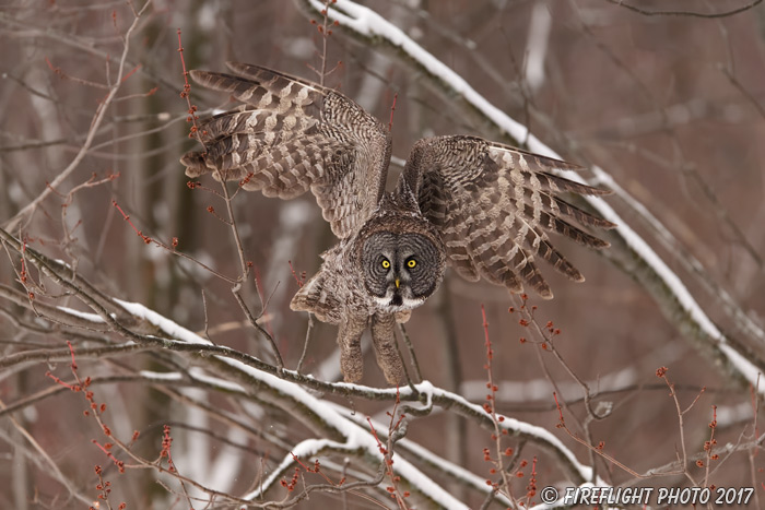 wildlife;raptor;owl;gray;grey;Strix nebulosa;red buds;snow;Canada;D5;2017