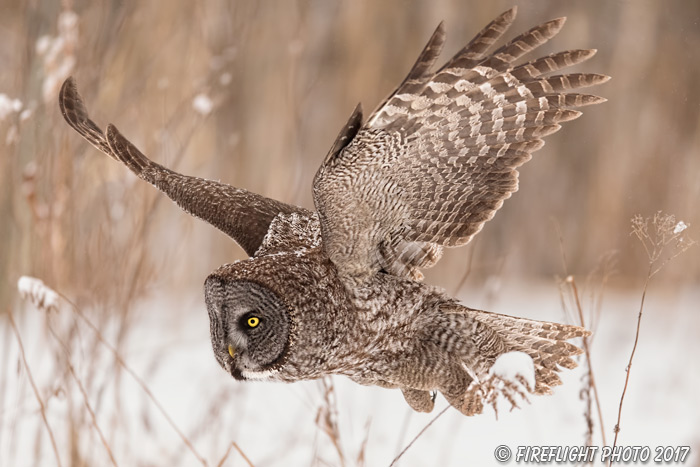 wildlife;raptor;owl;gray;grey;Strix nebulosa;close-up;snow;Canada;D5;2017