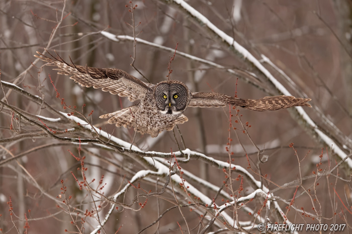 wildlife;raptor;owl;gray;grey;Strix nebulosa;red buds;snow;Canada;D5;2017