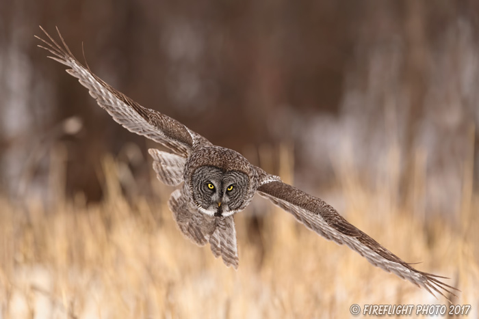 wildlife;raptor;owl;gray;grey;Strix nebulosa;grass;snow;Canada;D5;2017