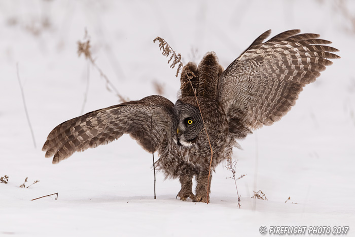 wildlife;raptor;owl;gray;grey;Strix nebulosa;dance;snow;Canada;D5;2017