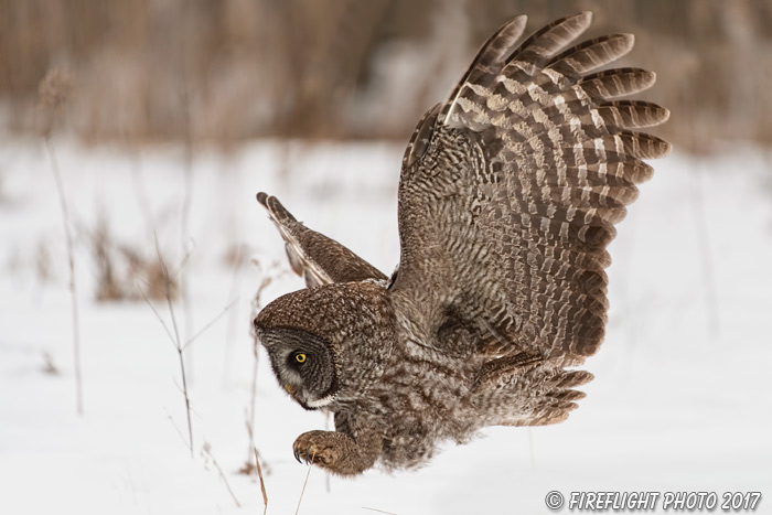 wildlife;raptor;owl;gray;grey;Strix nebulosa;grass;snow;Canada;D5;2017