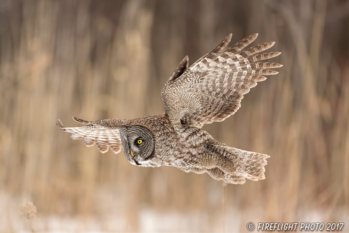 wildlife;raptor;owl;gray;grey;Strix nebulosa;close-up;snow;Canada;D5;2017