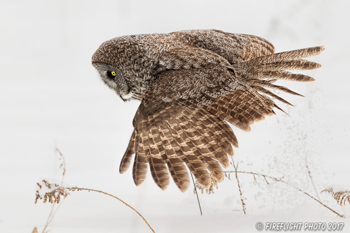 wildlife;raptor;owl;gray;grey;Strix nebulosa;grass;snow;Canada;D5;2017